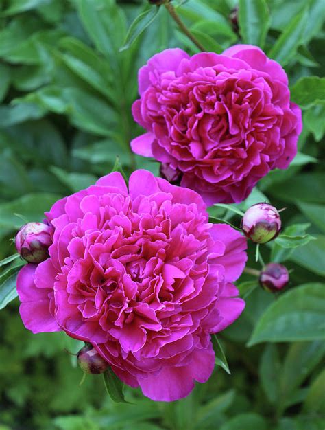Double Pink Peonies Photograph By Cheryl Rodemeyer Pixels