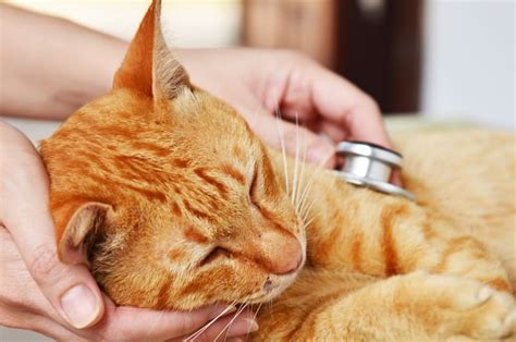 What You Should Know About Stomach And Intestinal Cancer In Cats