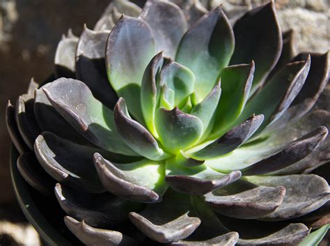 Desert cacti have a unique, stark beauty, and some of the desert cacti feature the most beautiful flowers in the plant kingdom. Echeveria 'Black Prince' - Gardenwize Nursery