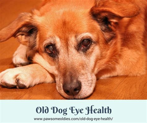 Old Dog Eye Health Natural Eye Care Remedies For Your Pawsome Oldies