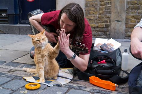 Download a street cat named bob (2016). Street Cat Named Bob, A (2016)* - Whats After The Credits ...