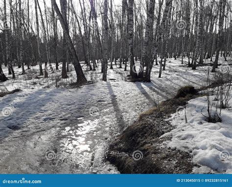 Early Spring In A Birch Grove Melting Snow And Puddles On The Road In