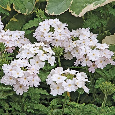 Verbena Endurascape™ White Blush White Flower Farm