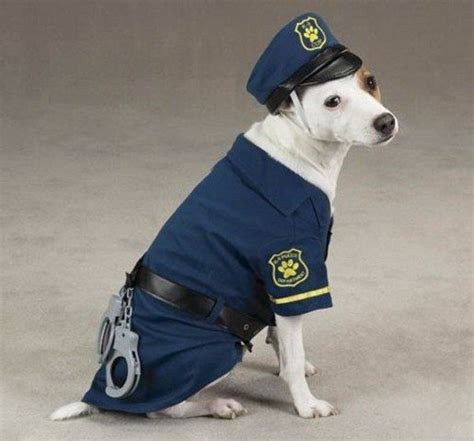 Funny Costumes For Dogs Animals Zone