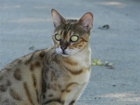 Asian Leopard Cat Bengal Kittens