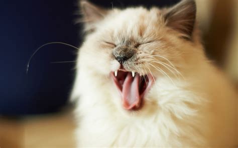 Cat Yawning Wallpapers Wallpaper Cave