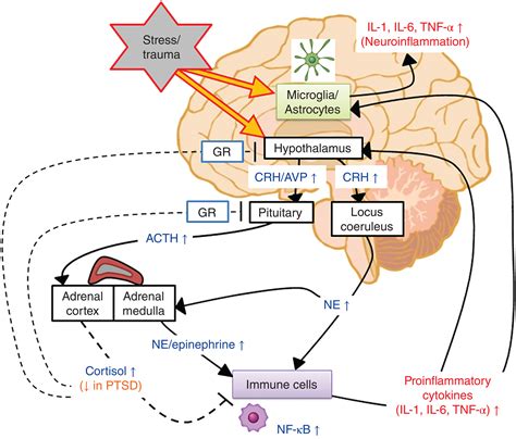 Inflammation And Post‐traumatic Stress Disorder Hori 2019