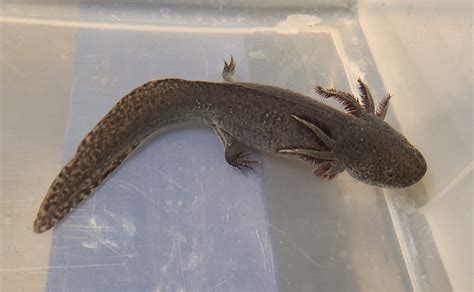 Adopted Ambystoma Mexicanum Axolotl Bagheera Rescue Ax