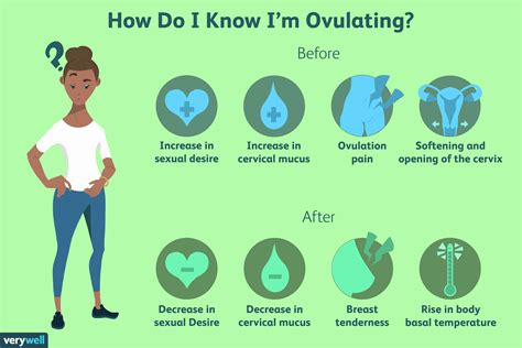 Ovulation Day On Day Cycle