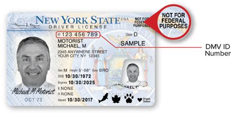 Sample Nys Standard Driver License Front In 2021 Dmv Sample Person