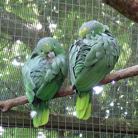 Mealy Amazon Parrots Amazon Parrot Parrot Birds