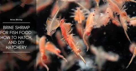 Continuous Brine Shrimp Hatchery Aquarium The Aquarium Adviser