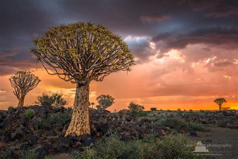 Quiver Tree Forest Keetmanshoop Namibia Quiver Tree