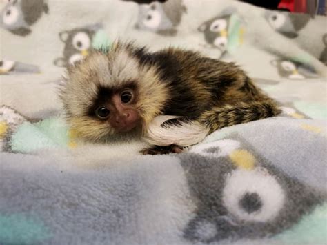Monkeys For Sale In Ky