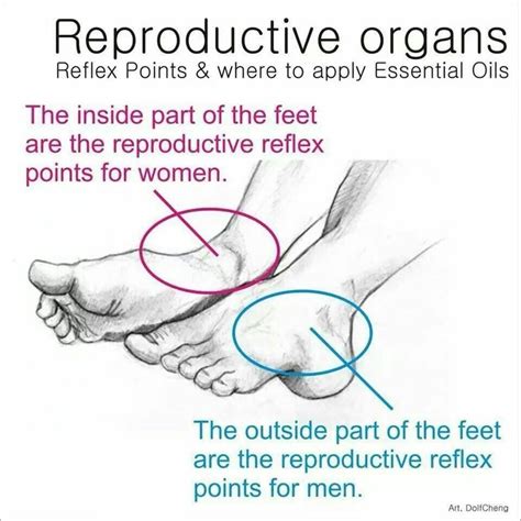 Reproductive Organ Reflex Point Guidelineways To Use Eo Pinterest