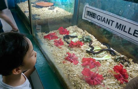 Visitors guide to the butterfly park; Travelling with kids: a trip to KL Butterfly Park ...