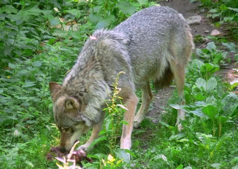 Free Picture Wolf Eating