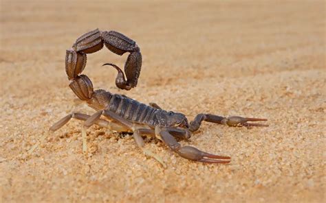How Long Do Scorpions Live Without Food The Spider Blog