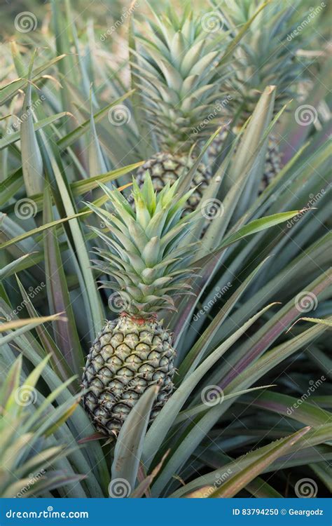 Pineapple Plant Tropical Fruit Growing In A Farm Stock Photo Image