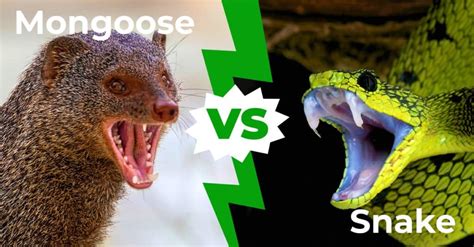 Mongoose Vs Cobra Who Would Win In A Fight A Z Animals