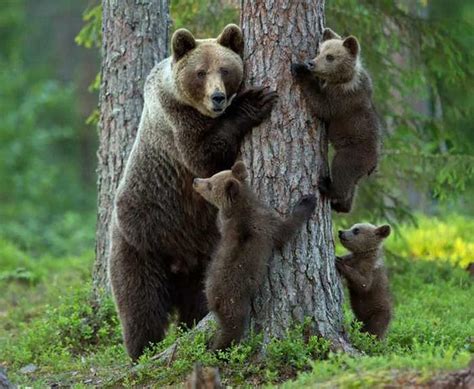Momma Bear With Her Litter Of Cubs Rmostbeautiful