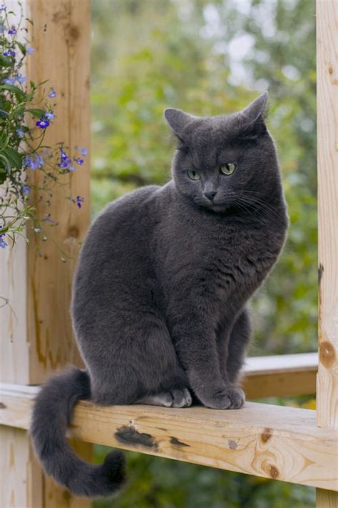 These markings disappear as the kitty develops its russian blues are excellent for asthma and allergy sufferers because the cat has lower levels of fel d 1, a type of glycoprotein that is implicated in. 42 best British shorthair images on Pinterest | Kitty cats ...