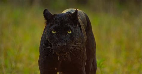 national geographic photographer tracks down black panther kjzz