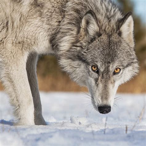 Beautiful Wildlife Wolf Dog Wolf Photos Timber Wolf