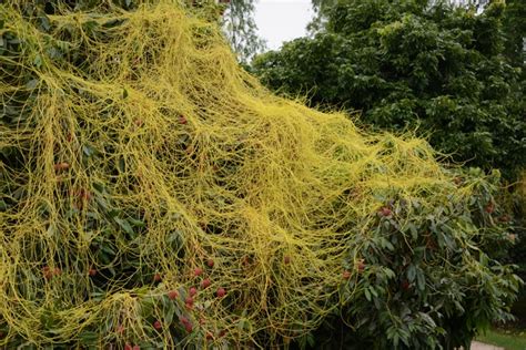 How Parasitic Dodder Plant Robs Off Host Plants Of Their Genes
