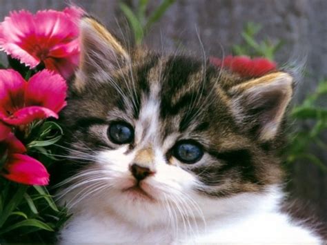Cute Kitten Images Hd 2063899 Hd Wallpaper And Backgrounds Download