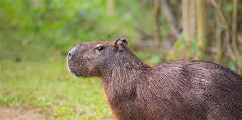 Capybara Parc Zoo Du Reynou