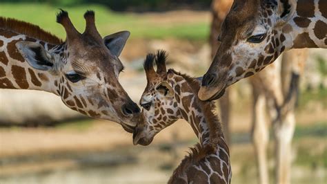 Some Giraffe Populations Critically Endangered While Others Recover