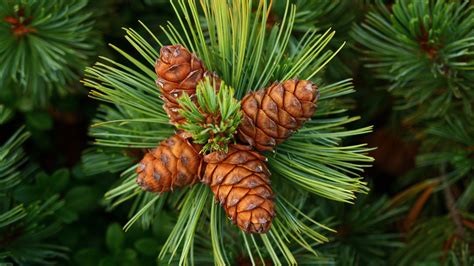 Nature Green Forest Clearing Pine Cones Pine Trees Macro Wallpaper