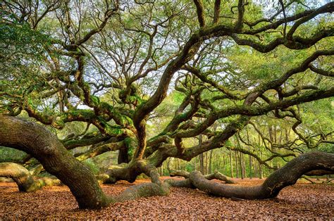 Charleston Sc Angel Oak Tree South Carolina Landscape Photograph By