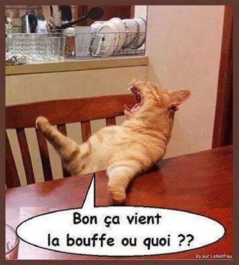 Le Plus Partagé √ Humour Chats Droles Et Mignons 339778