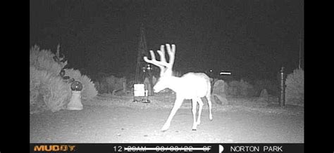Republic Of Molossia On Twitter Ghost Deer Spotted By Our Wildlife