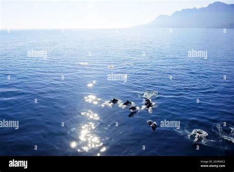 Top View Of Bottlenose Dolphins In Sea Water Wild Dolphins In The