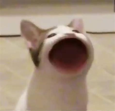 Wide Mouth Singing Cat Photo 2 Pop Cat Know Your Meme