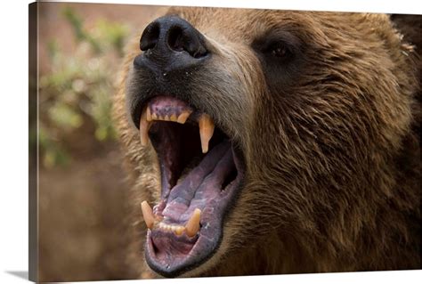 A Grizzly Bear Snarling At The Cheyenne Mountain Zoo Wall Art Canvas