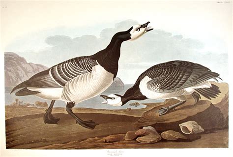 Barnacle Goose From The Birds Of America Amsterdam Edition By