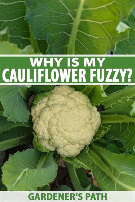 Why Is My Cauliflower Fuzzy Gardeners Path