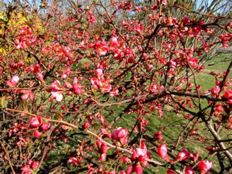 Flowering quince bush for sale. Flowering Quince Plant for Sale - Get your Flowering ...