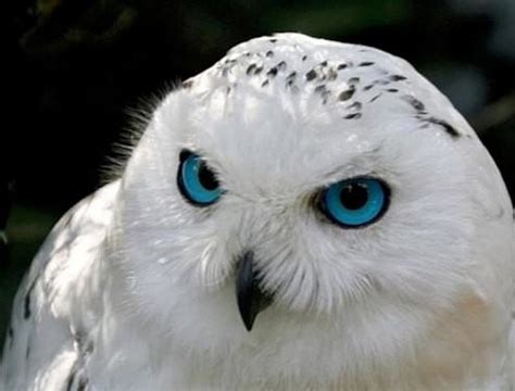 1920x1080px 1080p Free Download White Owl With Deep Blue Eyes Stare