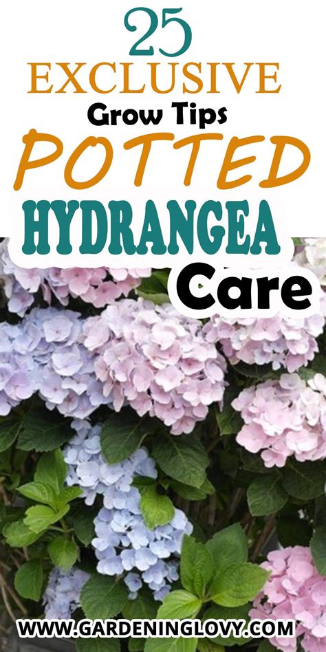 Exclusive 25 Potted Hydrangea Care Growing Tips Artofit