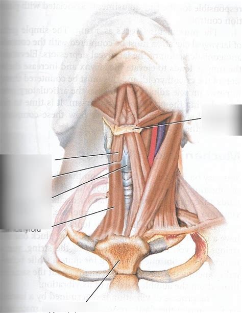 Figure Extrinsic Laryngeal Muscles Diagram Quizlet