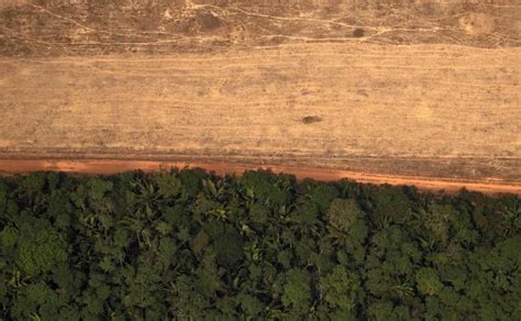 Falta De Voluntad De Bolsonaro Disparó Deforestación En Amazonía Según Ong