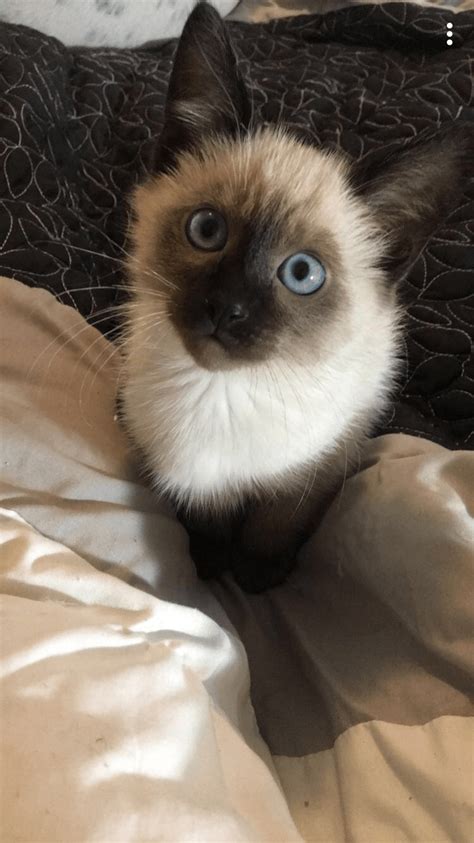Check out our siberian cat selection for the very best in unique or custom, handmade pieces from our shops. Siamese Cats For Sale | Battle Creek, MI #274679 | Petzlover