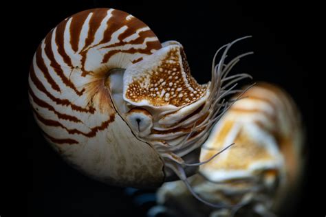 Monterey Bay Aquarium — Welcome Back Chambered Nautiluses The Wait Is