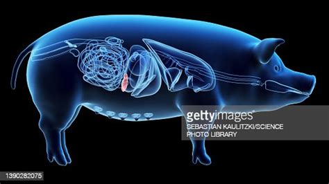 Pig Spleen Illustration High Res Vector Graphic Getty Images