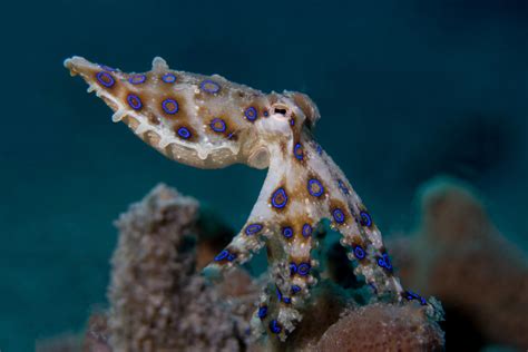 Fact File Blue Ringed Octopus Hapalochlaena Maculosa Australian